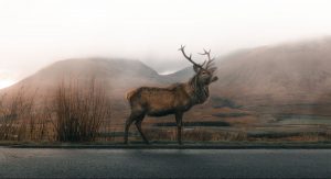 Q3. What are the key ingredients in EloMaas Male Enhancement?